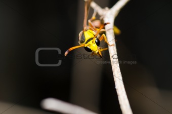 yellow wasp in green nature