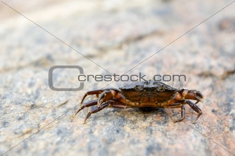 Defensive crab
