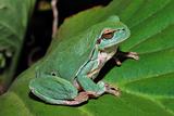 green frog sitting on a green leaf
