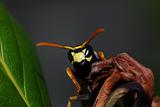 wasp looks into the camera
