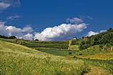Springtime green idyllic hill with vineyard