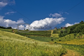 Springtime green idyllic hill with vineyard