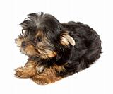 Yorkshire Terrier puppy (3 months) in front of a white background