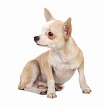 portrait of a cute purebred puppy chihuahua in front of white