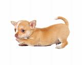 portrait of a cute purebred puppy chihuahua in front of white 