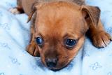 portrait of a cute purebred puppy chihuahua in the puppy-home