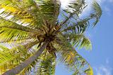 South Pacific coconut trees