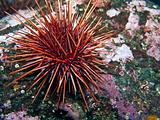 Giant Red Sea Urchin