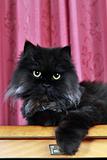 Black Persian cat posing