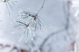 Frozen needles