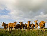 Dutch Cows in a meadow