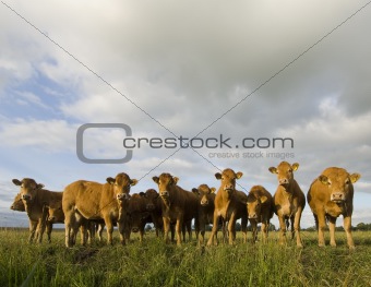 Dutch Cows in a meadow