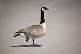 Canada Goose Standing on One Leg