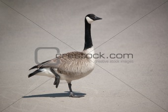 Canada Goose Standing on One Leg