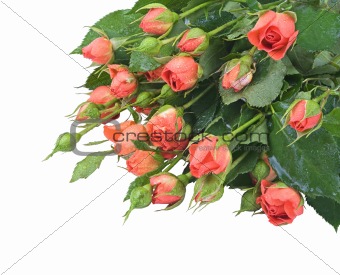 small red roses