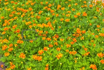 orange flowers texture