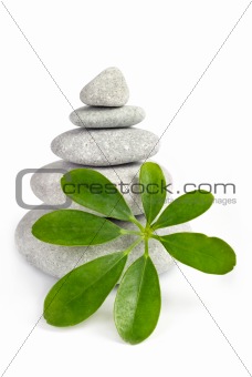 Stones and tree on a white background