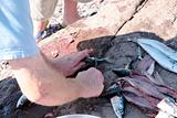 fisherman fillets a catch of fresh mackerel