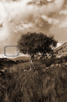 strong isolated mountain tree in sepia