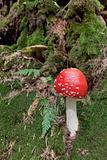 Poison mushroom