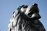 Lion statue  in Trafalgar Square