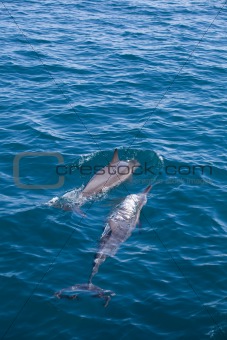 Dolphins in the South Seas