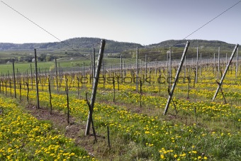 vineyard with dandelion