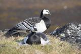 Barnacle goose on the nest