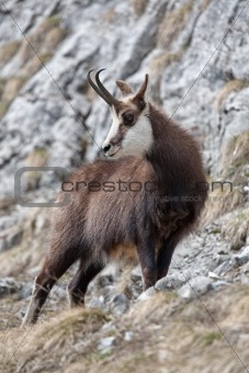 chamois goat