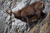 Mountain goat (chamois) in natural habitat