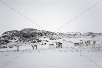Herd of reindeers in the Arctic