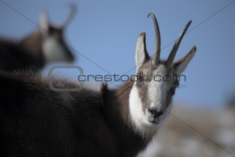 Mountain goat (chamois) in natural habitat