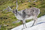 Wild  reindeer in natural habitat