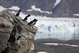 Birds (little auks) sitting on the rock at the front of a glacier