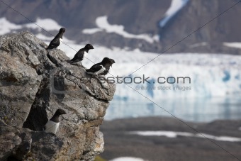 Birds (little auks) sitting on the rock at the front of a glacier