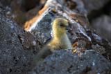 Barnacle goose chick - Spitsbergen, Svalbard