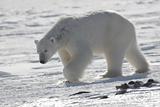 Polar bear in natural environment - Arctic, Svalbard