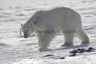 Polar bear in natural environment - Arctic, Svalbard