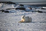 Polar bear (ursus maritimus) - the King of the Arctic