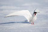 Wild Arctic tern in natural environment