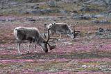 Herd of reindeers in the Arctic