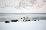 Polar bears playing with barrels - Svalbard