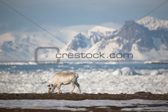 Wild Arctic reindeer