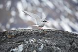 Arctic tern in natural Arctic habitat