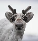 Wild reindeer portrait