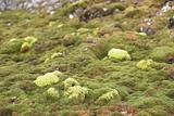 Green Arctic tundra in the summer