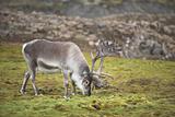 Wild Arctic reindeer in natural habitat
