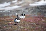 Barnacle gees walking on Arctic tundra