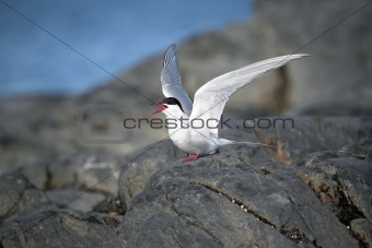 Wild Arctic tern in natural environment