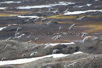 Little auks (alle alle) in natural Arctic habitat